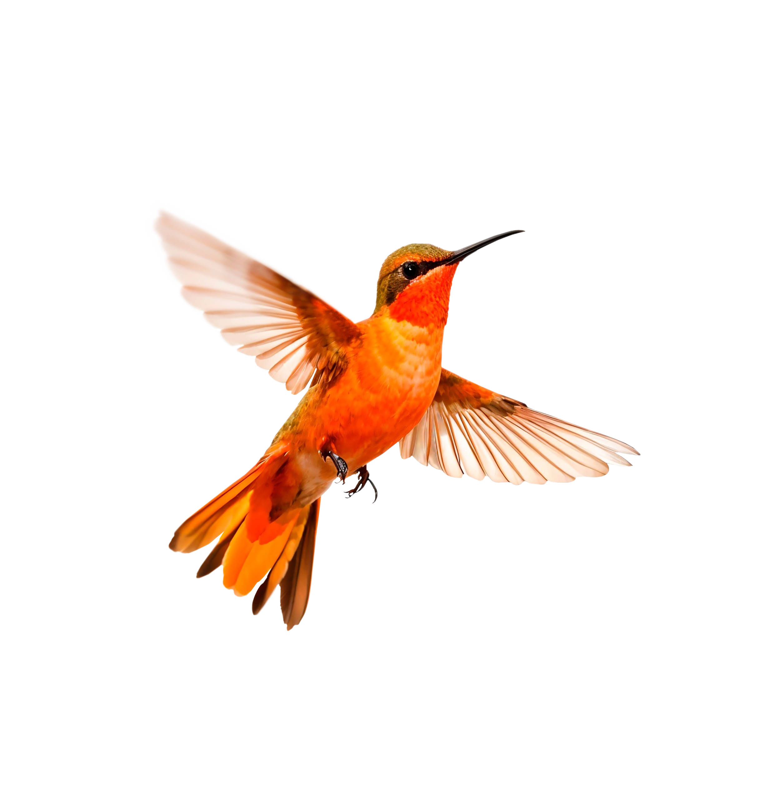 Example of the transparent variant